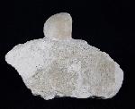 Conulus subrotundus (MANTELL 1822) - Bild © FossNet FossilienStore